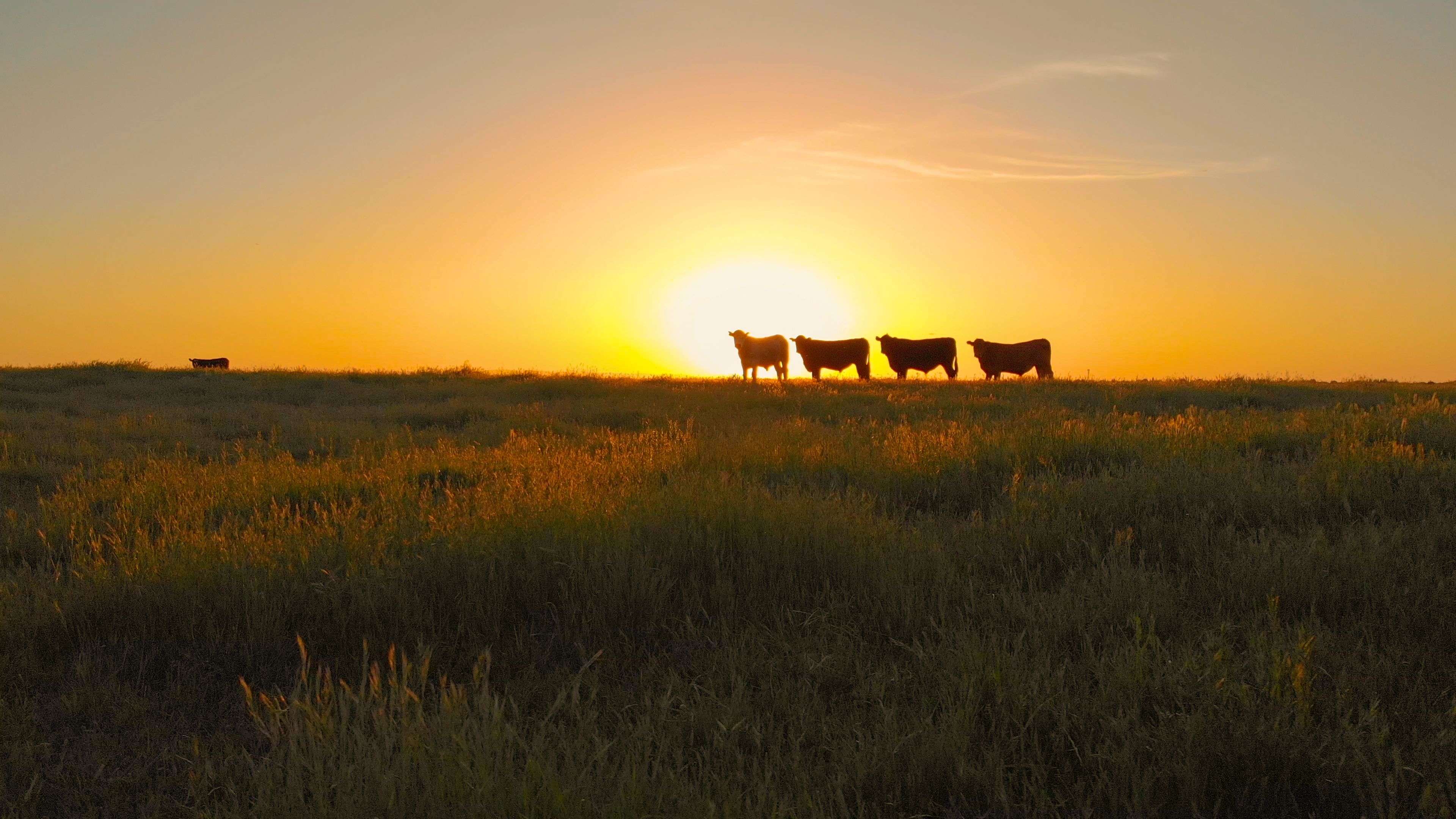 Cows on the field during sunset