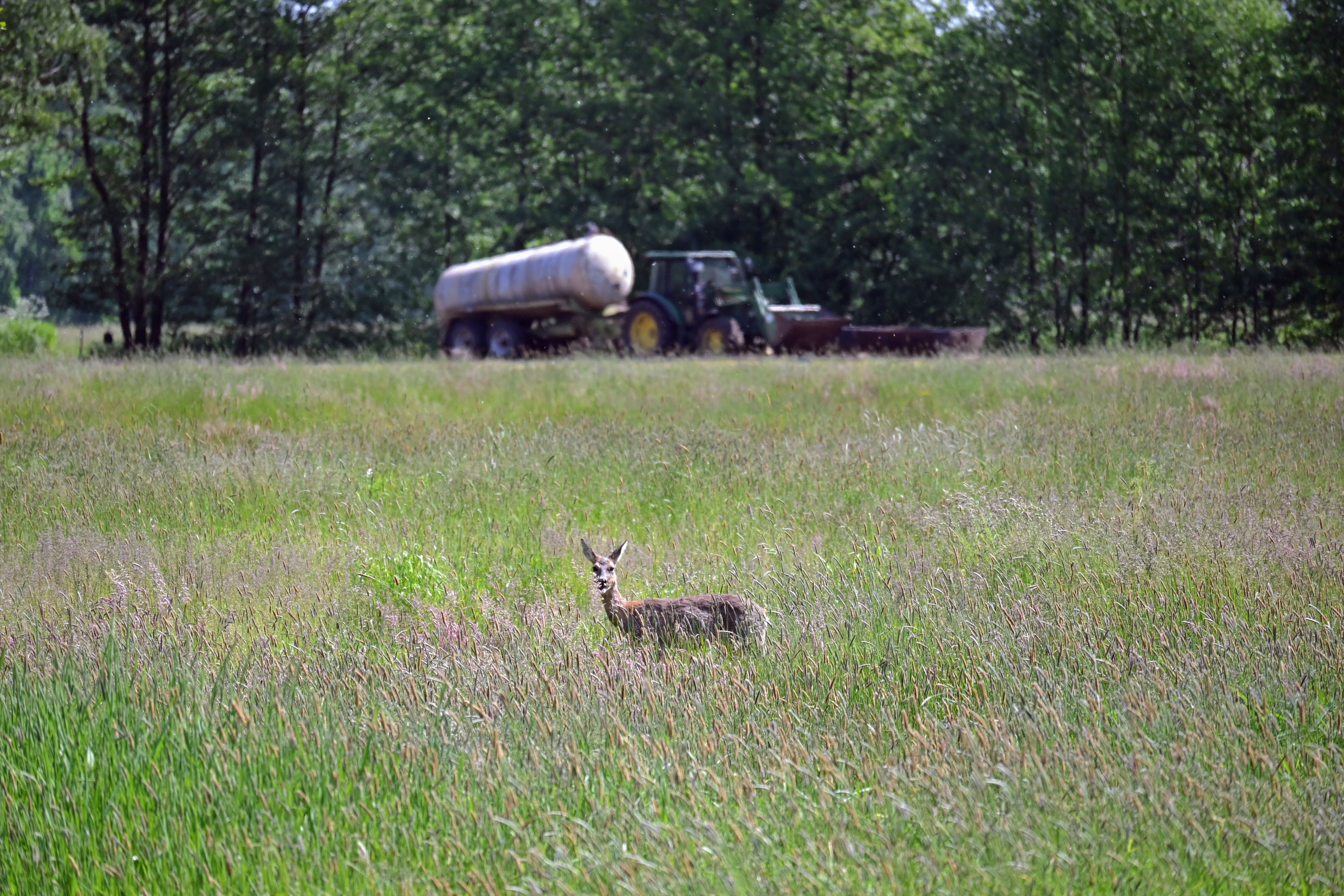 Reh zwischen Gräsern auf Weidefläche mit einem Traktor im Hintergrund.