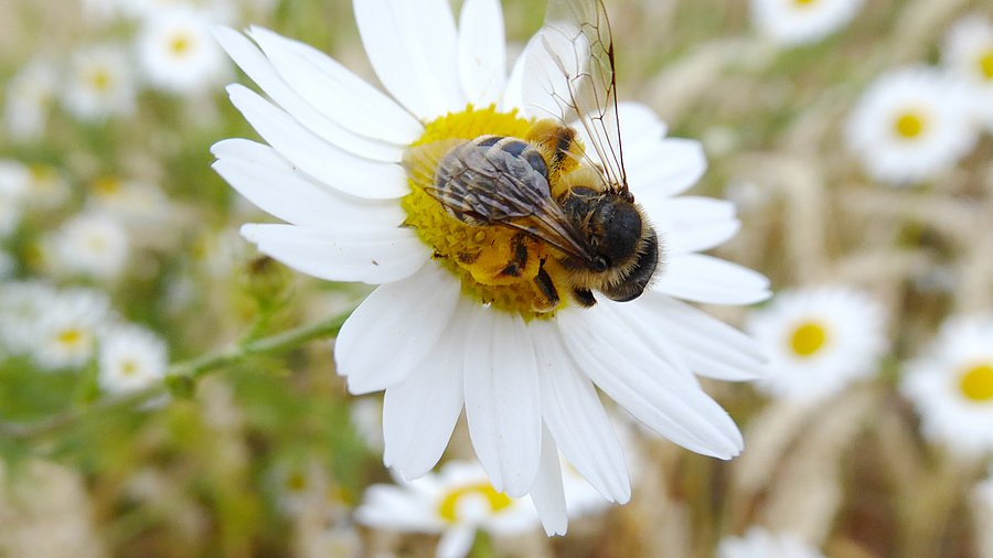 Wildbiene auf Kamillenblüte