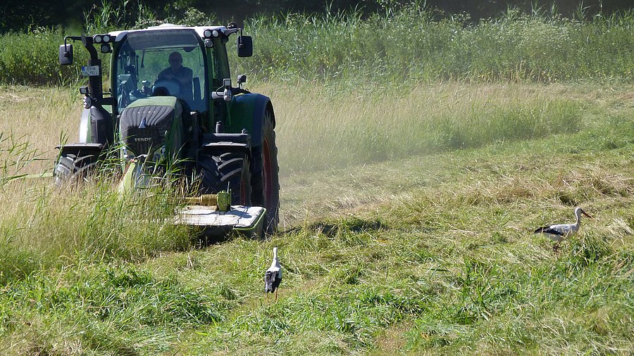 Traktor mit Frontmähwerk beim Mähen des Grünlands