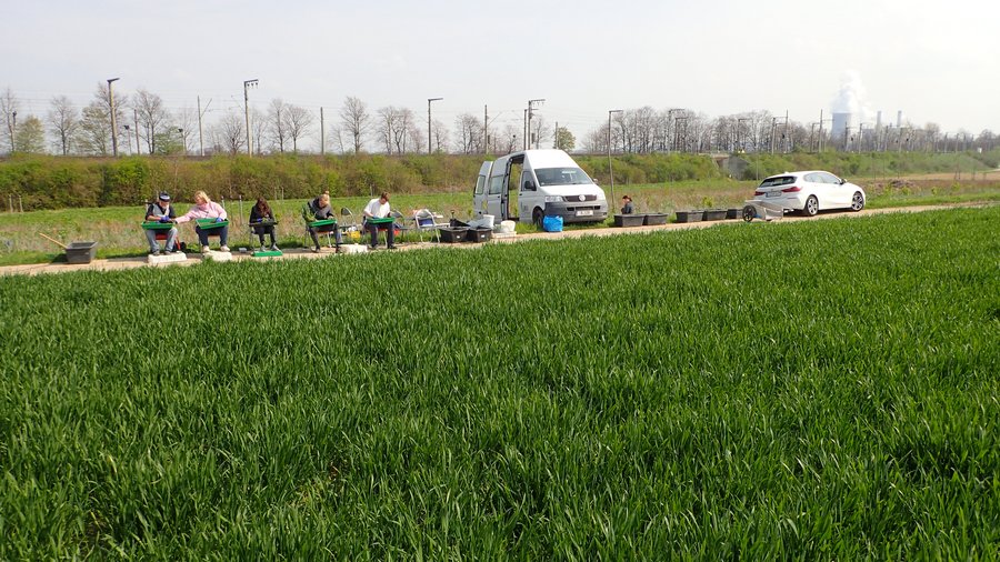 Regenwurm Handauslese am Feldrand.