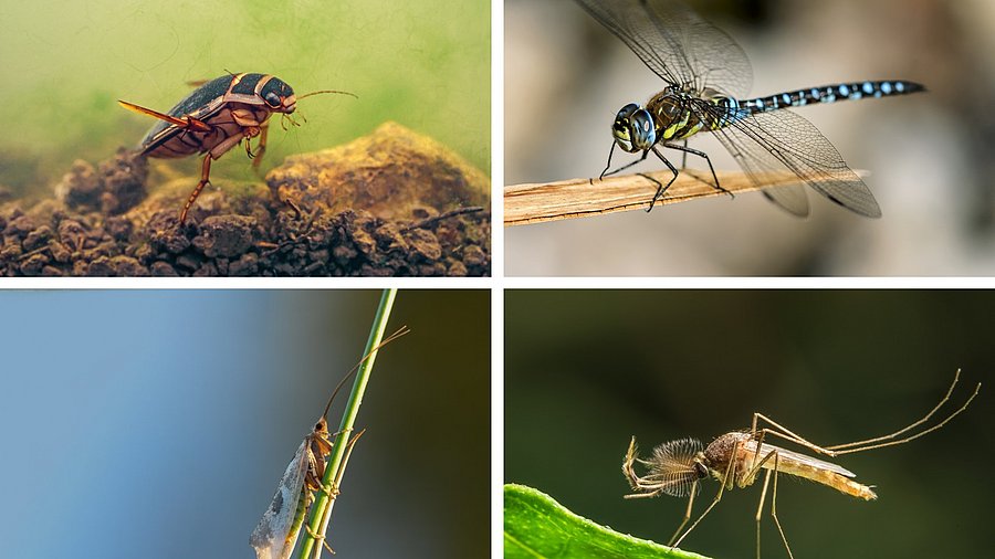 Bildcollage von vier Gewässerorganismen