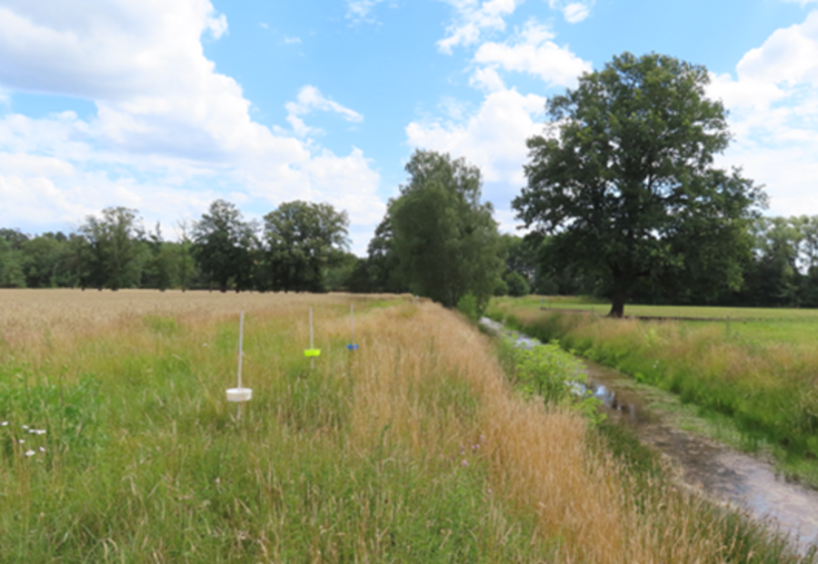Blick auf ein Feld, im Hintergrund Bäume mit Farbschalen
