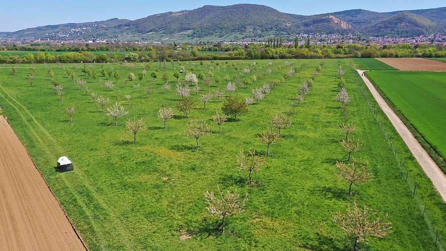 View from above of blossoming fruti trees