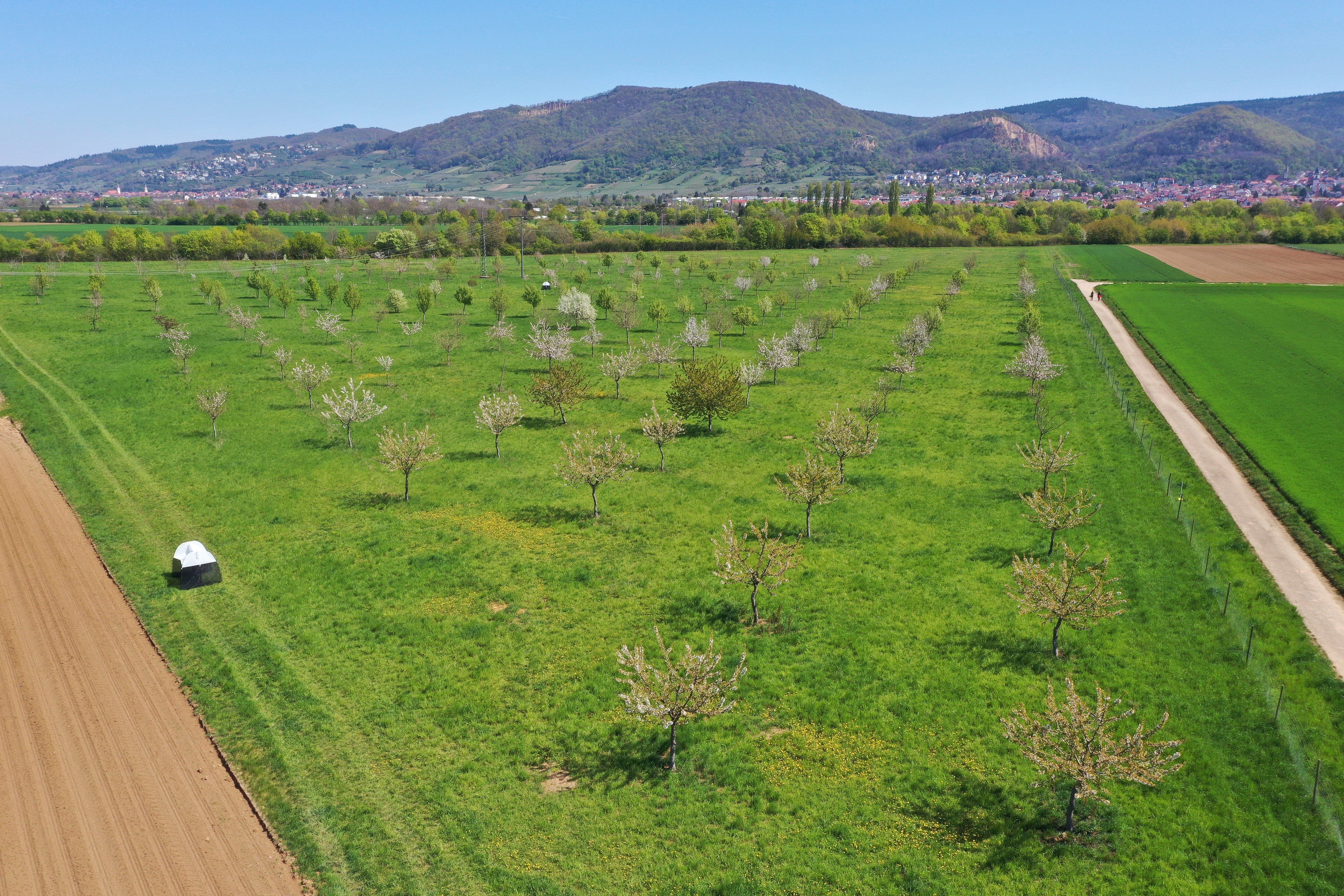 Blick von oben auf eine blühende Streuobstwiese