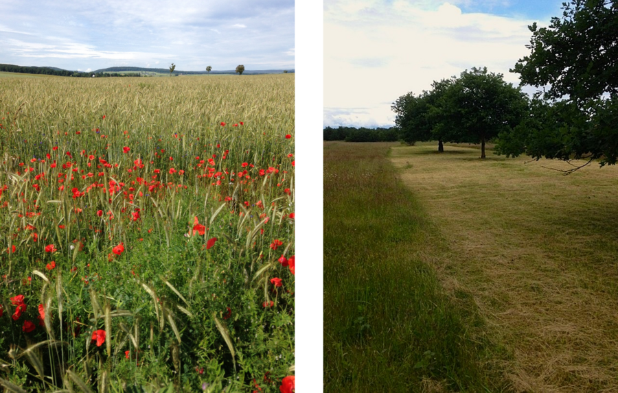 Zwei Fotos mit zwei Agrarlandschaften, Roggen mit Mohn und Bäume
