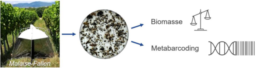 dreiteilige Darstellung Weinbergsgasse links, Mikroskopblick in der Mitte und recchts Pfeile Biomasse und Metabarcoding