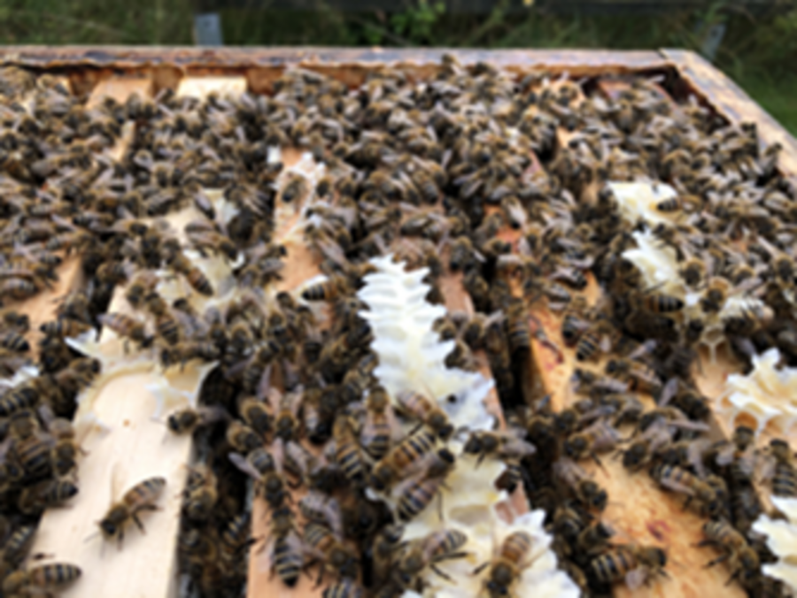 Blick in den Bienenstock, Bienen sitzen auf Zargen