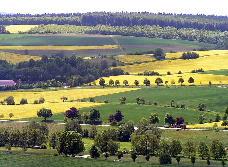 Agrarlandschaft mit blühenden Rapsfeldern