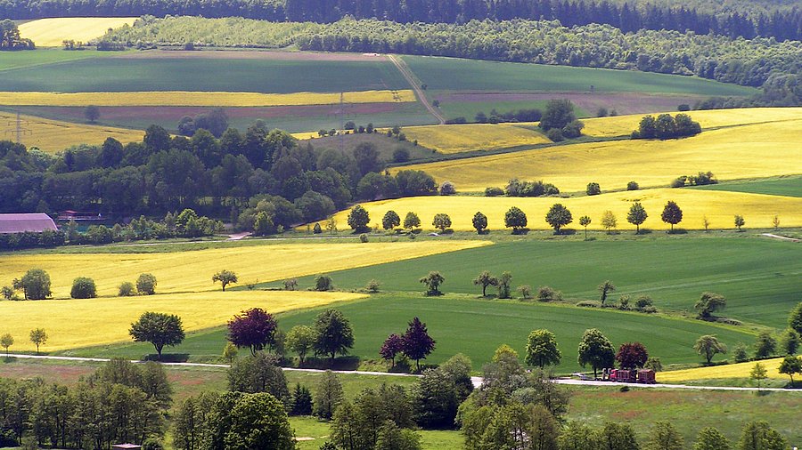 Landscape with blooming rapeseed fields