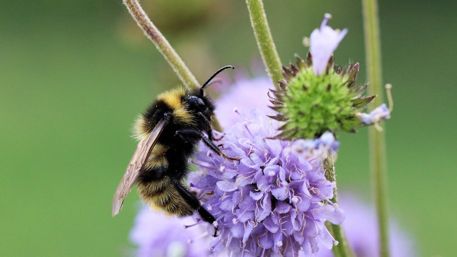 Feld Kuckucks-Hummel sitzt auf lila-farbener Wildstaude Teufelsabbiß.