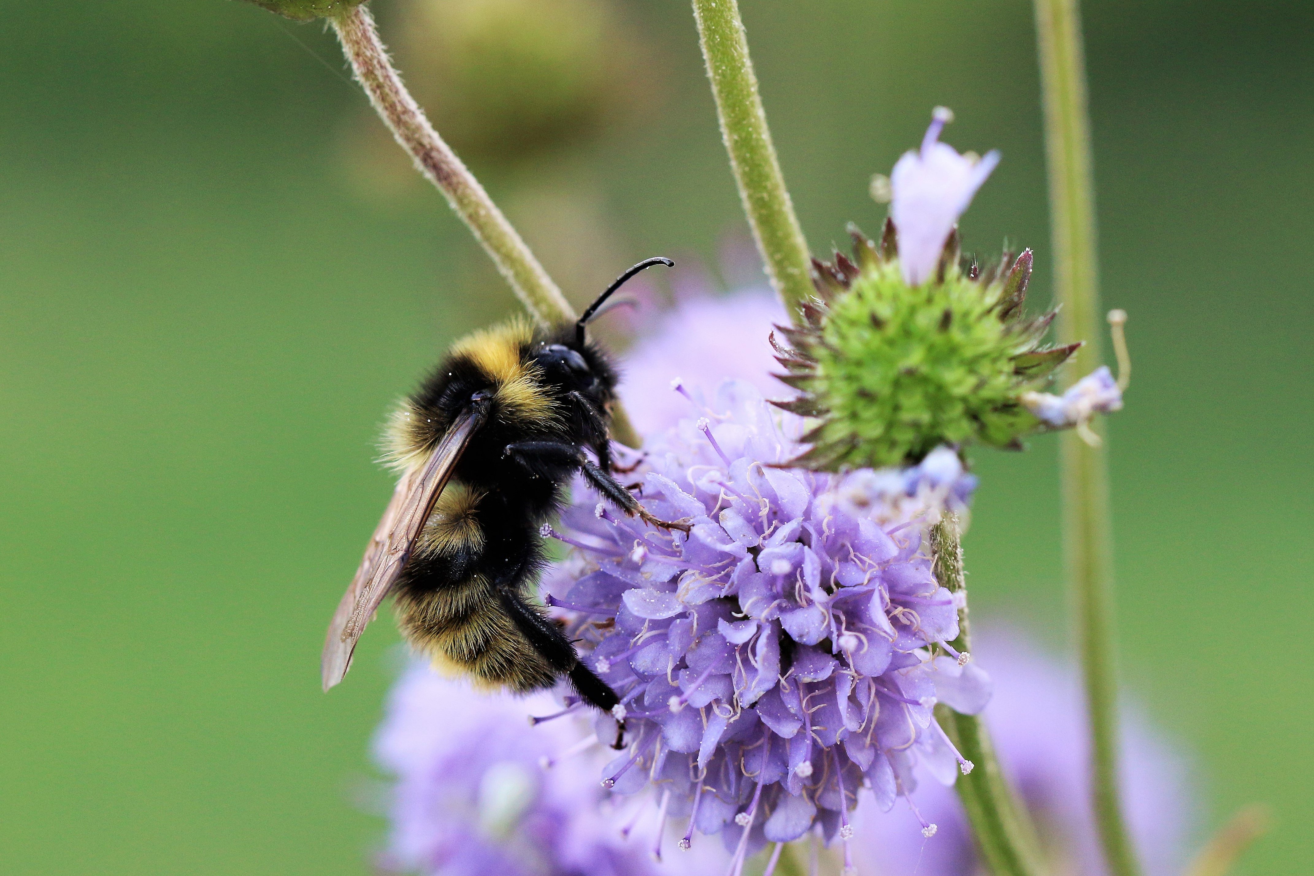 Feld Kuckucks-Hummel sitzt auf lila-farbener Wildstaude Teufelsabbiß.