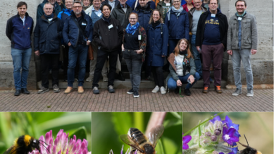 Fotocollage mit Gruppenbild und Wildbienen an Pflanzen