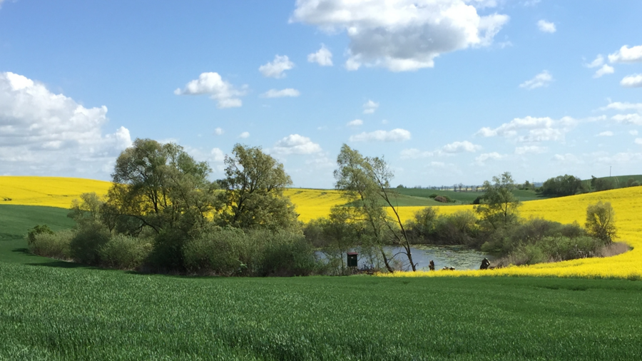 Landscape with flowering rapeseed and small water body
