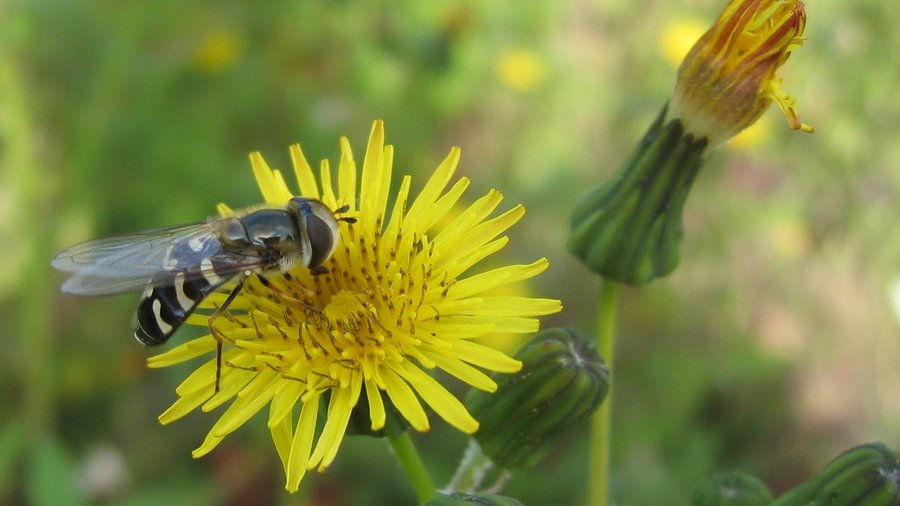 Schwebfliege auf Gänsedistel