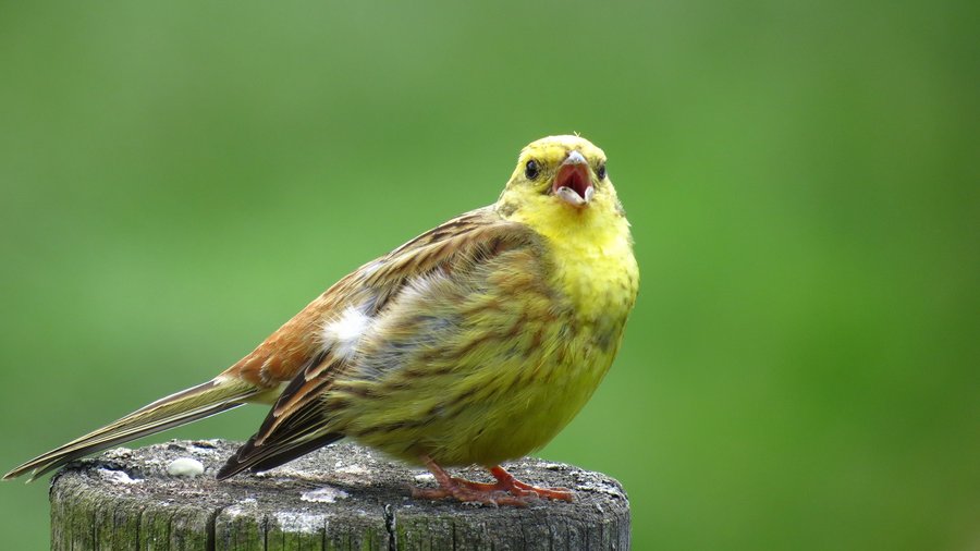 Ackervogel Goldammer auf einem Baumstumpf vor grünem Hintergrund.