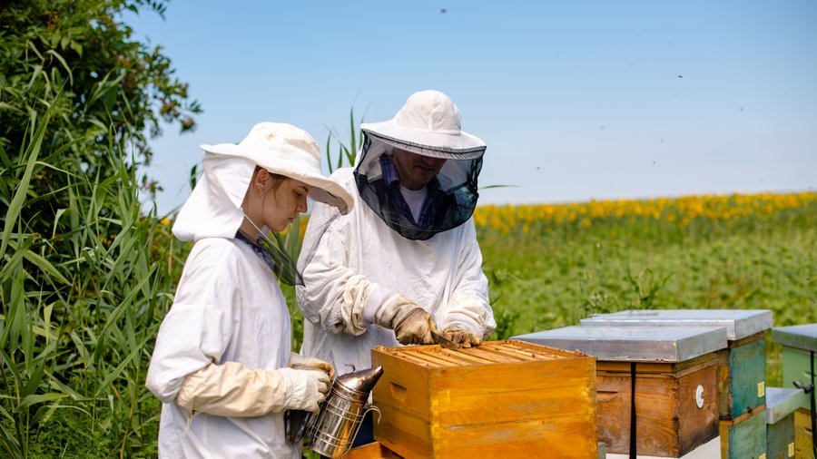 Zwei Imker am Bienenstock