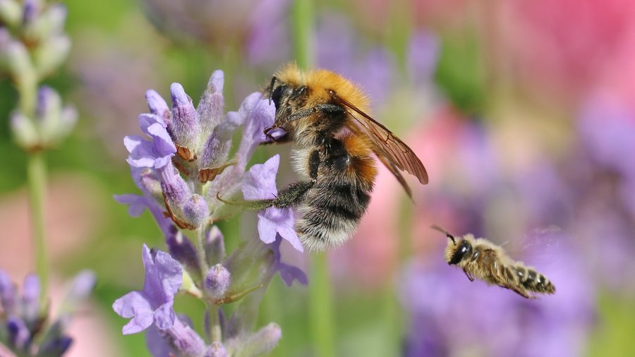 Nahaufnahme einer Baumhummel an einer fliederfarbenen Blüte.