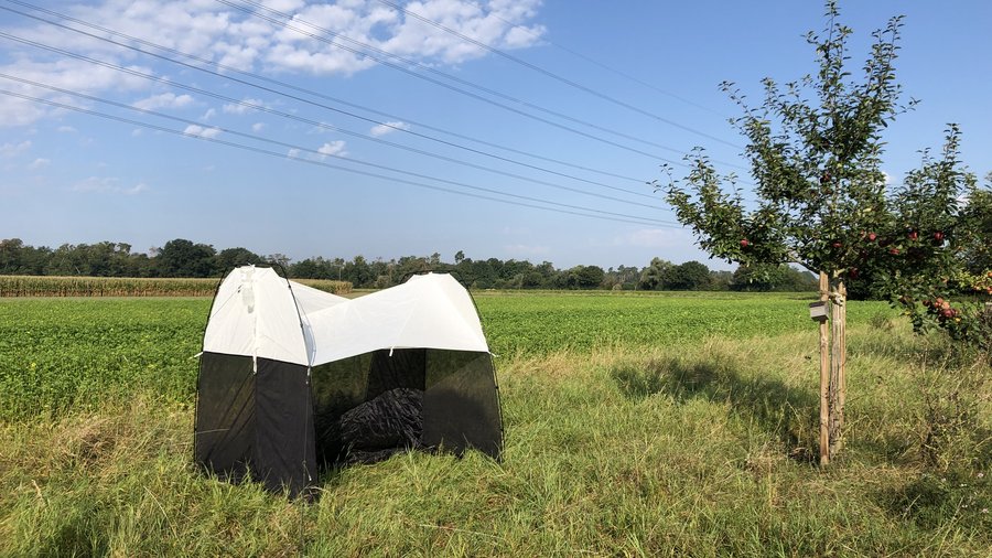 Malaisfalle in der Agrarlandschaft