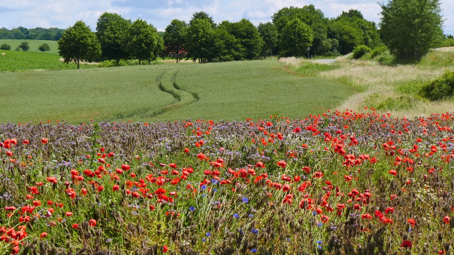 Landschaftsfoto einer Grünlandfläche mit Bäumen im Hintergrund und einem Blühstreifen im Vordergrund