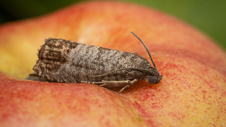 Apfelwickler auf Apfel