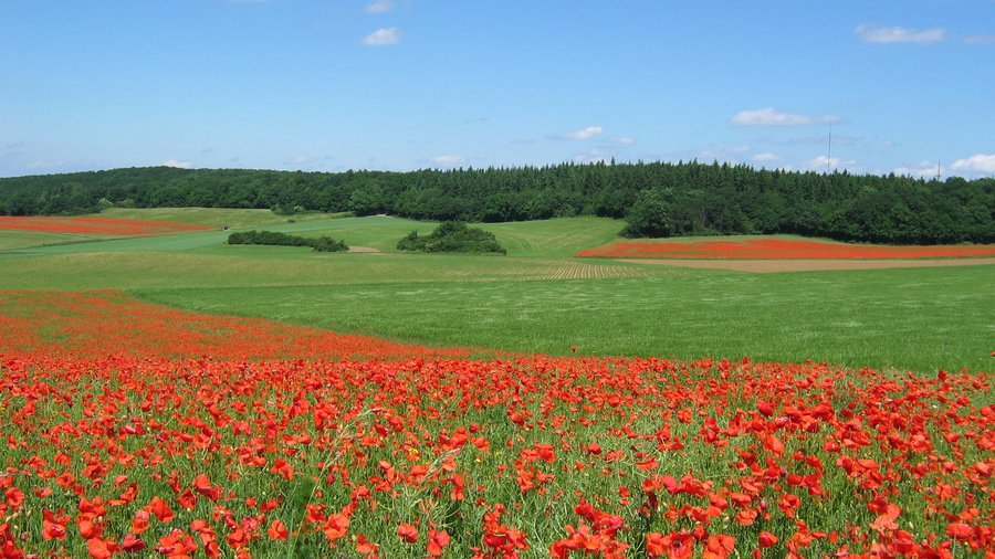 Agrarlandschaft mit Mohn und Hecken