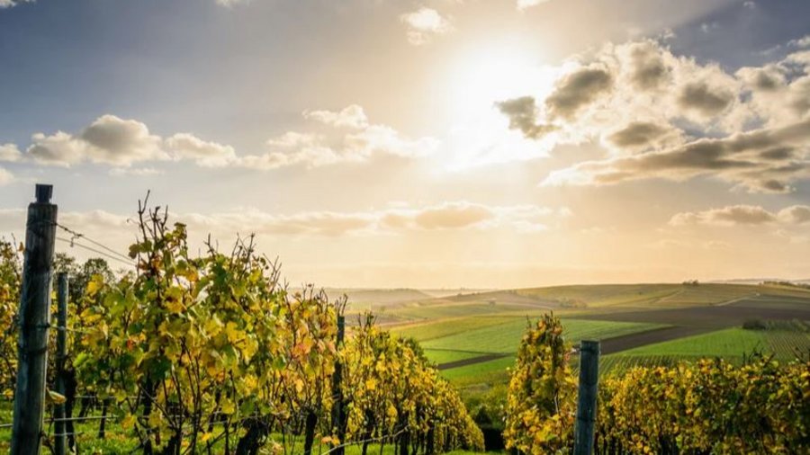 Ausblick von einem Weinberg bei sonnigem Wetter.