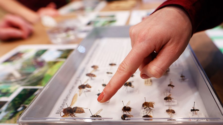Finger zeigt auf Schaukasten mit verschiedenen Wespen und Fliegenarten.