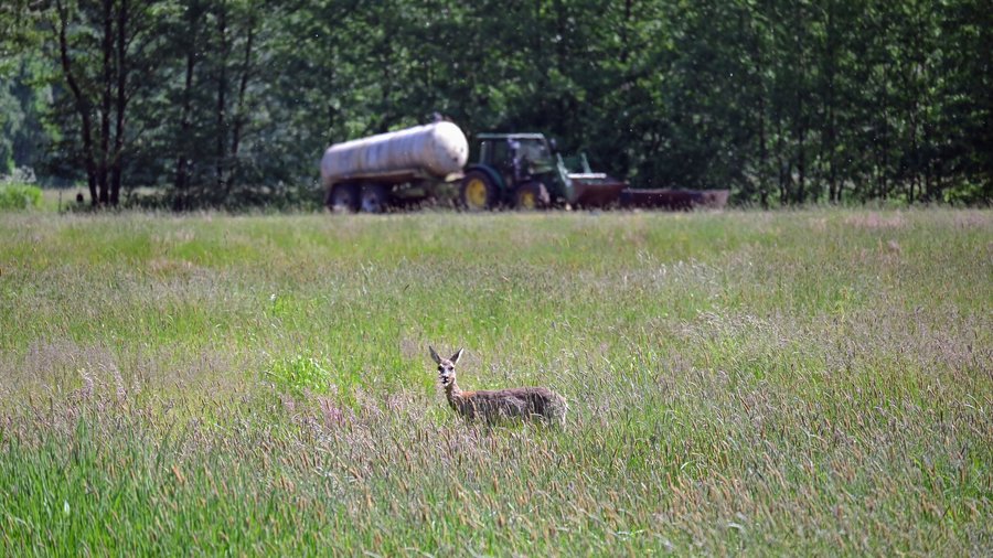 Reh zwischen Gräsern auf Weidefläche mit einem Traktor im Hintergrund.