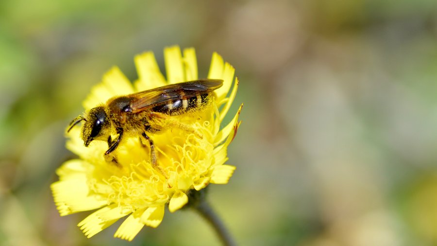 Furchenbiene (Halictus scabiosae) sitzt auf gelber Blüte