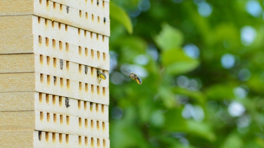 Mauerbienen-Weibchen im Anflug auf Nisthilfe (Osmia caerulescens) mit grünem Naturhintergrund