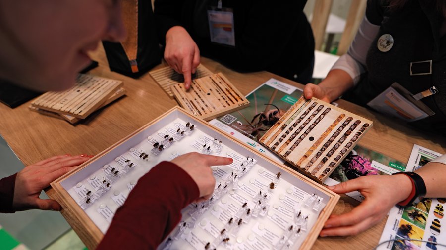 Wildbienenvielfalt im Schaukasten als Anschauungsmaterial