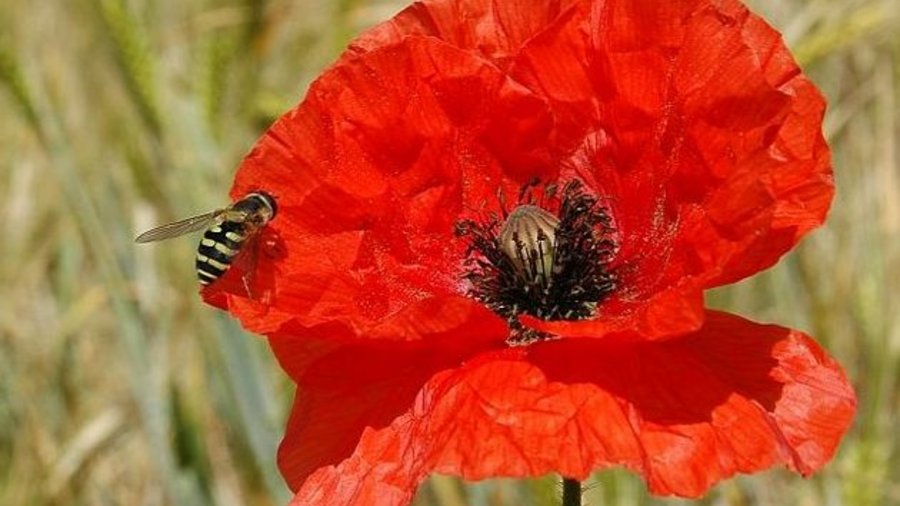 Eine gelb-schwarz gestreifte Schwebfliege sitzt auf einer roten Mohnblüte