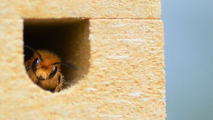 Mauerbienen-Männchen in Nisthilfe (Mausklick führt zu Großansicht in neuem Fenster)