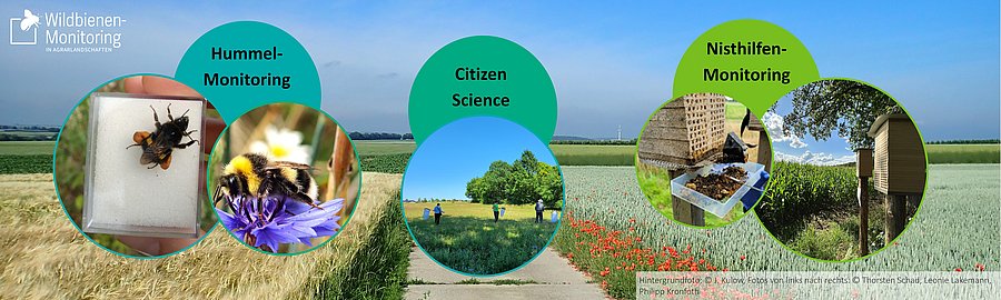 Verschiedene Felder mit Insekten vor einer Landschaft