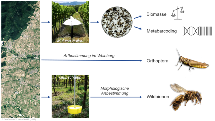 Schematische Abbildung der Monitoringmethoden zur Erfassung von Wildbienen, Heuschrecken und anderen Insekten im Weinbau