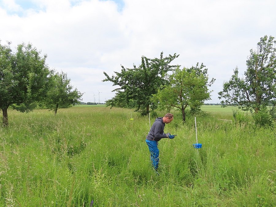 Mensch gebeugt vor Farbschalen auf Wiese, im Hintergrund Obstbäume