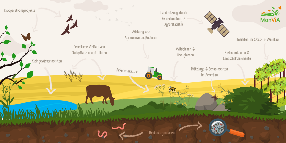 Vereinfachte Darstellung einer Agrarlandschaft mit beschrifteten Elementen des Projektes MonViA