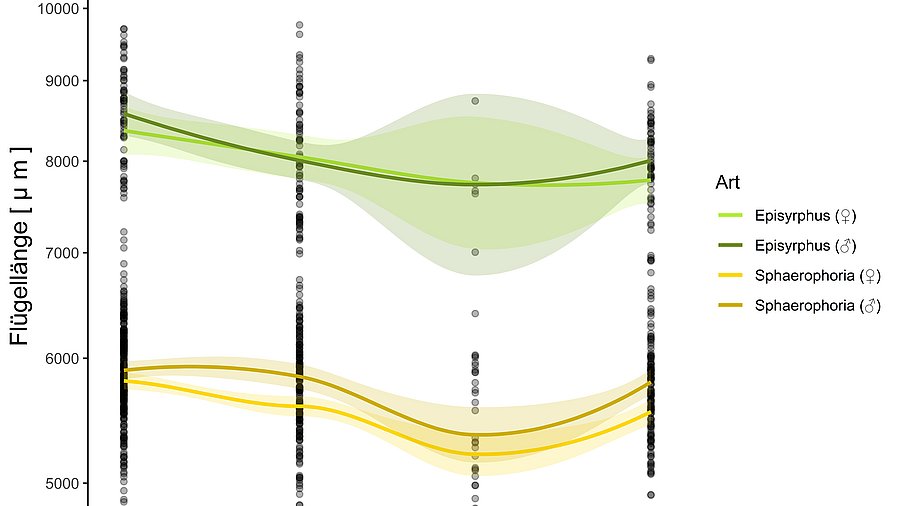 Grafik, die die gemessene Körpergröße von Schwebfliegen von 2020 bis 2023 darstellt