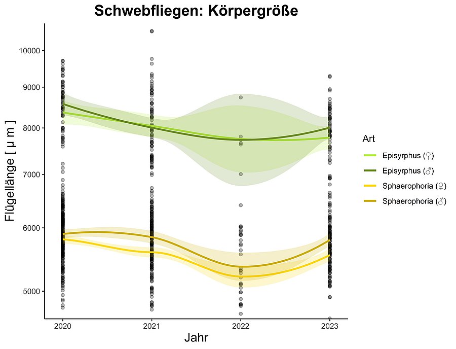 Graph showing the measured heights of hoverflies from 2020-2023