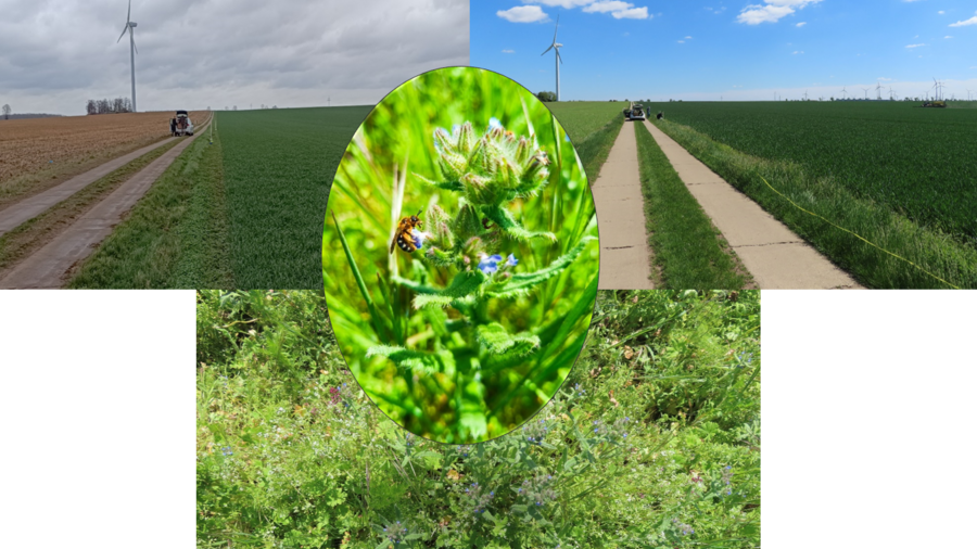 Fotocollage mit drei Fotos von Landschaften und Biene
