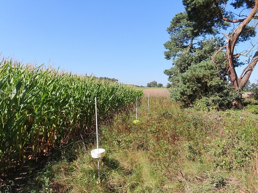 Links Maisfeld, rechts Brache mit Farbschalen, im Hintergrund Baum