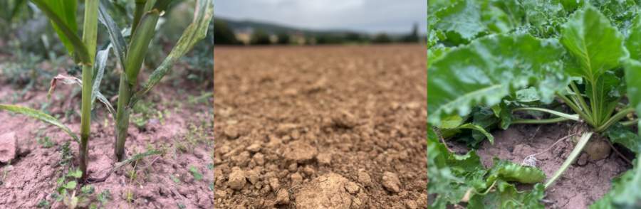 Fotocollage mit drei Frotos von Boden mit Pflanzen