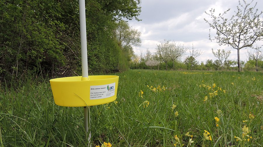 Gelbschale von der Seite, im Hintergrund Feld mit Sträuchern