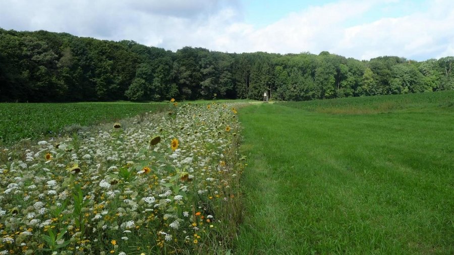 Blühstreifen neben grüner Weidelandschaft mit Wald im Hintergrund