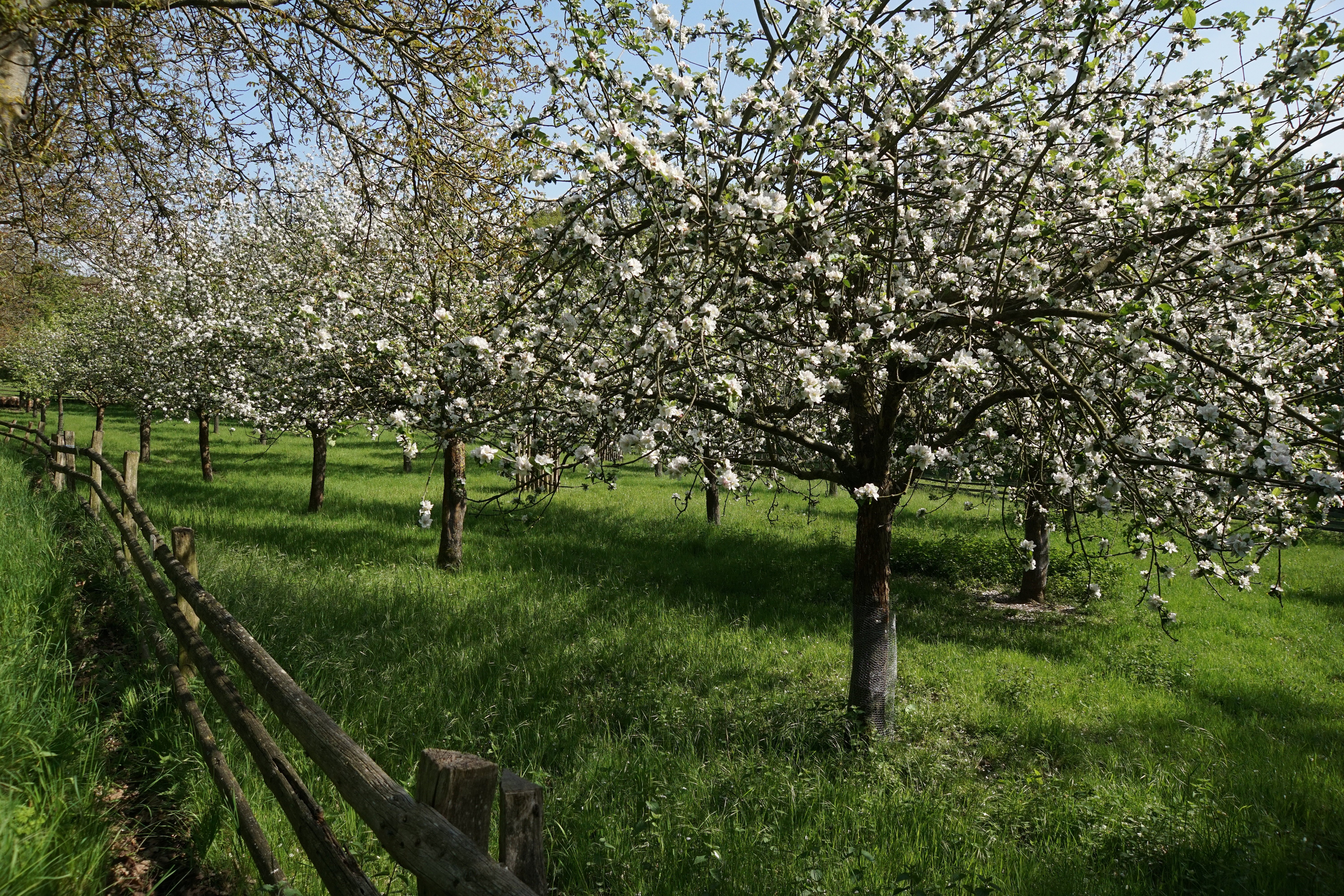 Streuobstwiese in Blüte bei schönem Wetter.