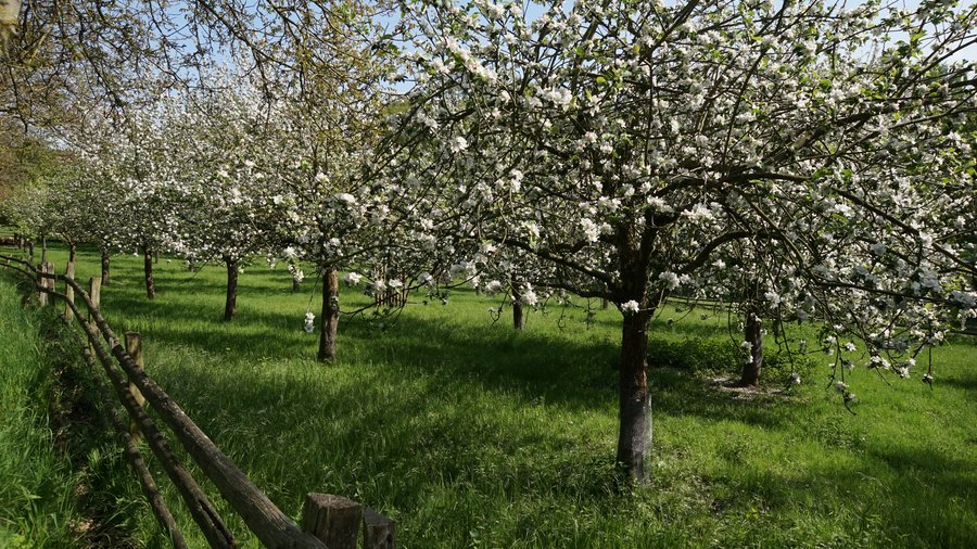 Streuobstwiese in Blüte bei schönem Wetter.