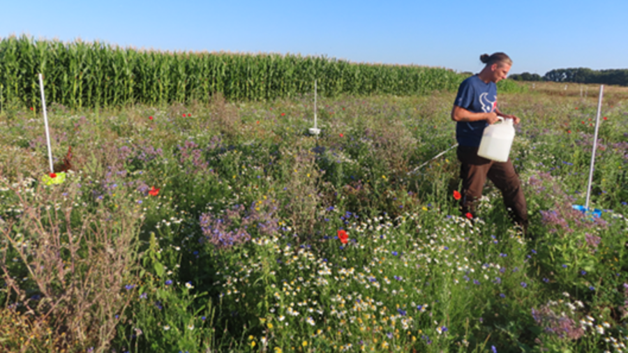 Im Hintergrund Maisfeld, im Vordergrund blühende Wildblumen, ein Mensch mit einem Kanister in der Mitte