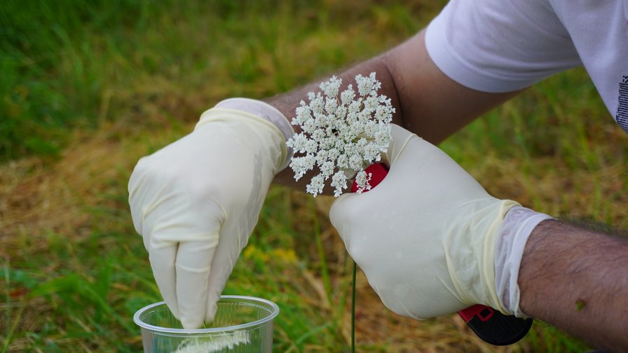 Scientist extracts DNA from flower.