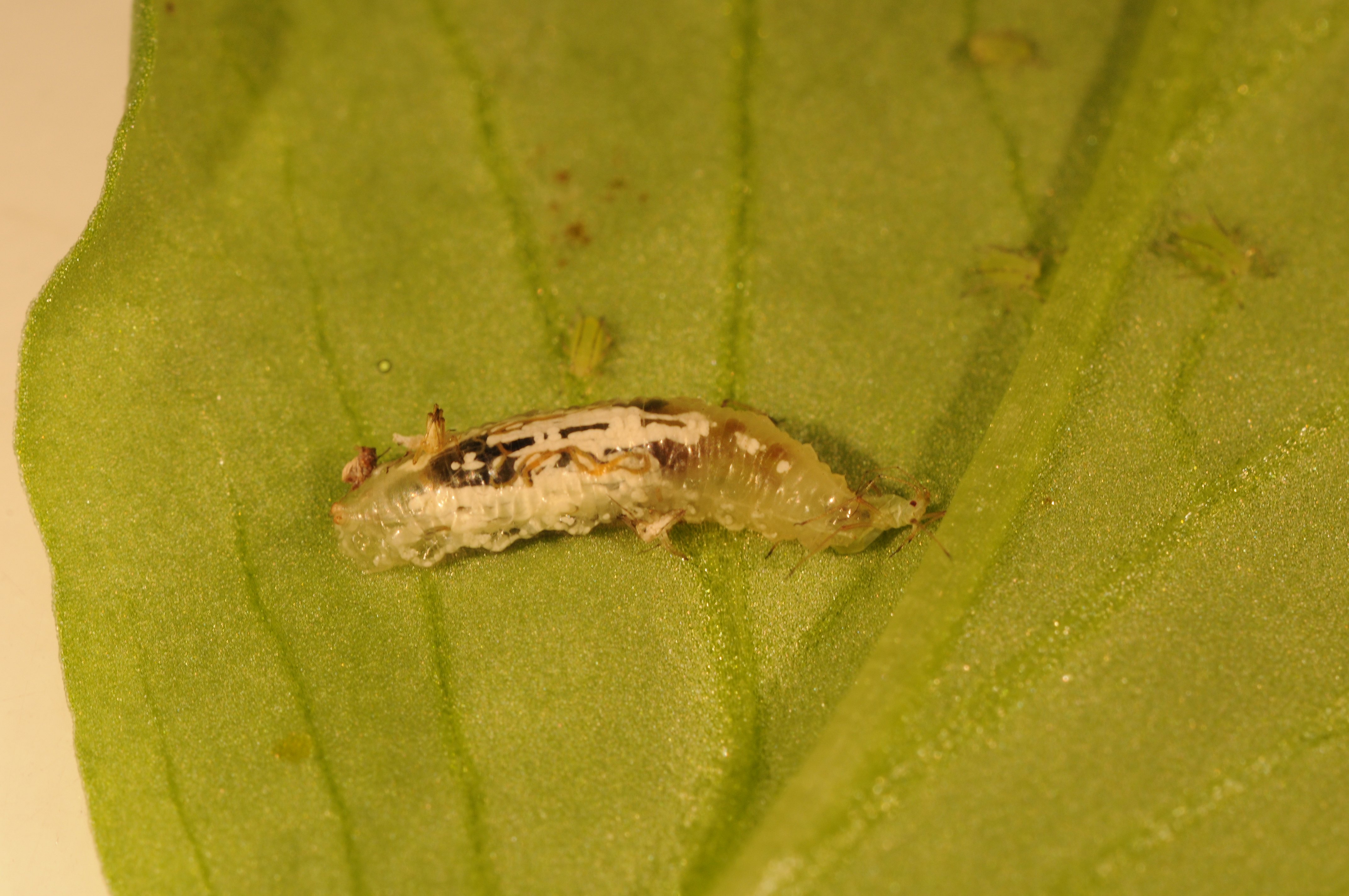 Nahaufnahme einer Schwebfliegenlarve